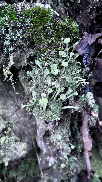 Lichens in the forests of Emmerstad